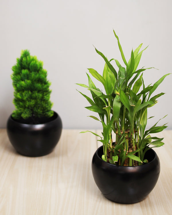 Mini Pot Garden™ Matte Black Round Planter Set | Minimal Indoor Plant Pots | Modern Tabletop Décor